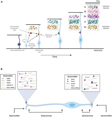 Local Translation Across Neural Development: A Focus on Radial Glial Cells, Axons, and Synaptogenesis